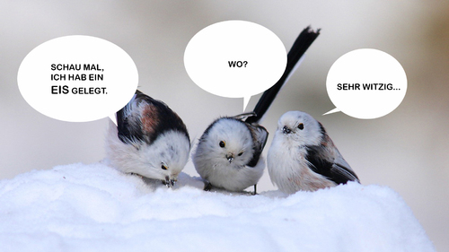 Cartoon: Schneemeisen (medium) by Ludwig tagged winter,schnee,vögel,meisen,frühling,wärme,kälte