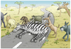 Cartoon: Zebrastreifen (small) by marian kamensky tagged afrika,zebrastreifen,naturdesaster,naturkatastrofe