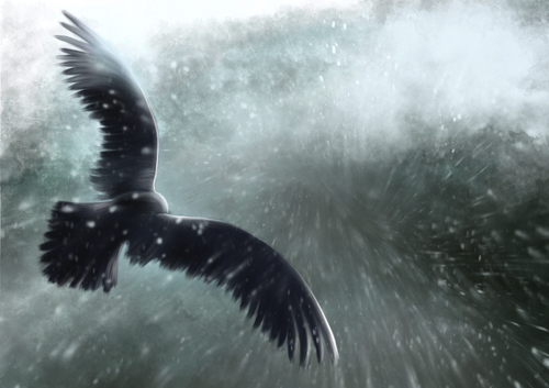 Cartoon: Winter is coming (medium) by alesza tagged winter,snow,flying,eagle,stormy,cold