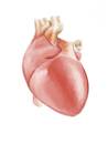 Cartoon: Human Heart (small) by alesza tagged human body organ heart muscle health anatomy