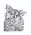 Cartoon: Long Hair Chihuahua (small) by jim worthy tagged animal,dog,chihuahua,pencil,illustration