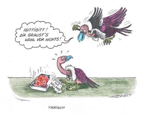 Cartoon: Neuer großer Fleischskandal (medium) by mandzel tagged fleischskandal,geier,hollandimporte,fleischskandal,geier,hollandimporte