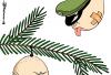 Cartoon: Passauer Weihnachtskugeln (small) by Pfohlmann tagged passau,npd,rechtsradikalismus,rechtsextremismus,rechts,polizei,polizist,polizeipräsident,mannichl,anschlag,attentat,mordversuch,messerattacke,glatze,skinhead