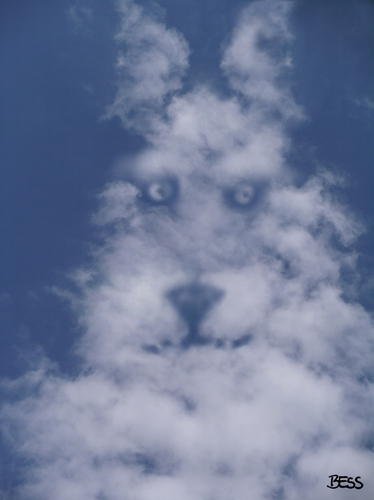 Cartoon: cloud face 13 (medium) by besscartoon tagged besscartoon,bess,tier,hund,gesicht,himmel,wolken
