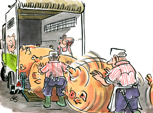 Cartoon: Mastschweine (medium) by GB tagged mastschweine,schlachter,metzger,töten,tod,tiertransport,hochleistungsschwein,nahrung,ernährung,preise,billig,mastschweine,schlachter,metzger,töten,tiertransport,hochleistungsschwein,ernährung,preise,nahrung,billig,fleisch,essen,tiere