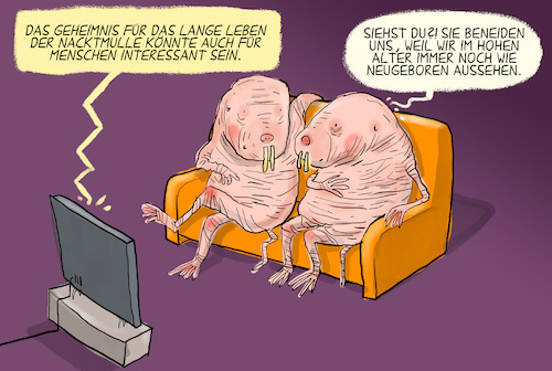 Nacktmulle Nacktmulle
