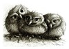 3 junge Eulen - 3 young owls