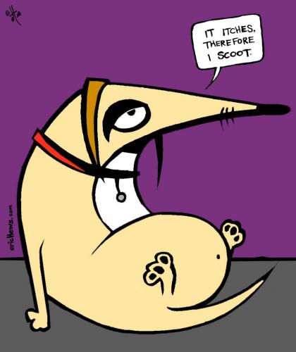 Cartoon: scoot - it itches (medium) by ericHews tagged copyright,2008,erichews,dog,chihuahua,with,an,itchy,butt,puppy,puppies,dogs,comic,webcomic,toon,cartoon,black,white,drawing,illustration,fun,funny,humor,life,observations,boy,girl,party,people,are,generally,boobs