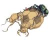 Cartoon: fussball (small) by Lissy tagged illustration,animals,insekten,käfer,scarabeus,fussball,sport,fitness