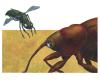 Cartoon: mordfliege (small) by Lissy tagged illustration,animals,insekt,mordfliege,käfer,natur,angriff
