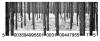 Cartoon: ForestBARbw (small) by LuciD tagged lucido
