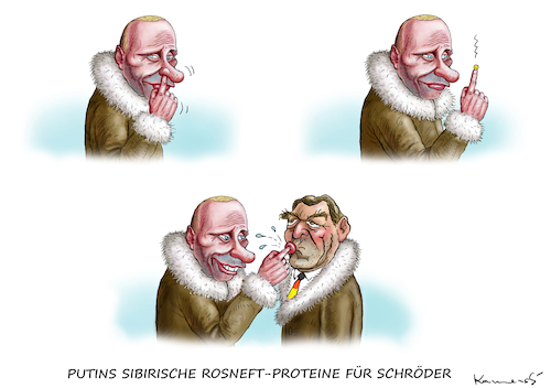 Cartoon: SIBIRISCHE BUSENFREUNDE (medium) by marian kamensky tagged putin,schröder,rosneft,putin,schröder,rosneft