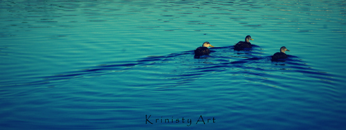 Cartoon: Ducks (medium) by Krinisty tagged ducks,water,swimming,foul