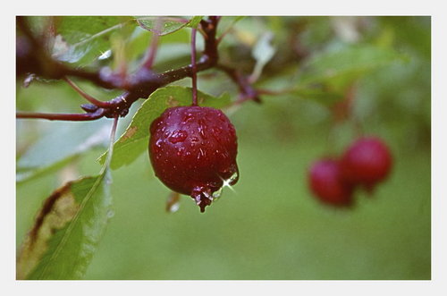 Cartoon: Wet Cherry (medium) by Krinisty tagged cherry,plants,trees,dew,drops,raindrops,yard,walk,nature,early,morning,krinisty,art,photography