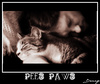 Cartoon: Pees Paws (small) by Krinisty tagged cat kitty sleeping cute furry happy krinisty art photography