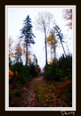 Cartoon: The Lake Road (small) by Krinisty tagged fall,leaves,trees,lake,road,dirt,photography,krinisty,art