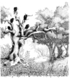 Cartoon: Rabenbaum 2 (small) by puvo tagged krähe rabe crow raven baum tree wood wald clown