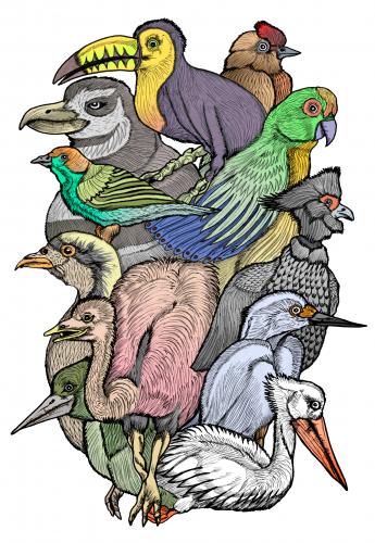 The eleven birds