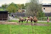 Cartoon: Camel trophy (small) by Zlatko Iv tagged animal,freedom,love,lucky,fly,danke,special,vip,frends