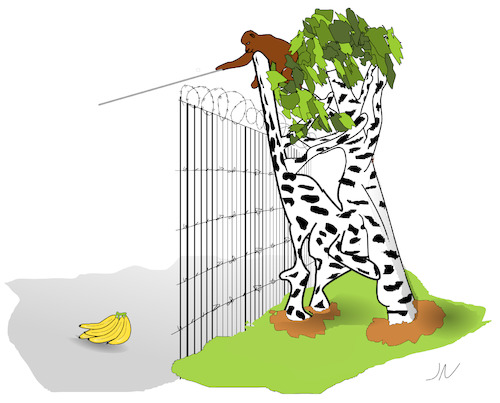Cartoon: Gieraffe (medium) by Jochen N tagged gier,affe,giraffe,gehege,zaun,baum,birke,blätter,stacheldraht,banane,bananen,hunger
