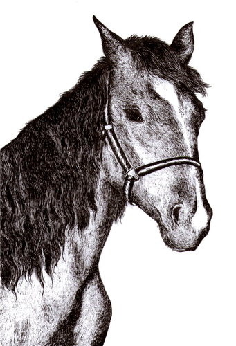 Cartoon: Horse (medium) by Barcarole tagged horse