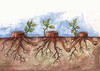 Cartoon: cooperation (small) by menekse cam tagged cooperation,union,of,forces,strong,tree,nature
