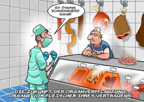 Cartoon: Transplantation (medium) by Joshua Aaron tagged herz,verpflanzung,operation,op,chirurg,schweineherz,organe,metzger,fleischhauer,lokal,regional,herz,verpflanzung,operation,op,chirurg,schweineherz,organe,metzger,fleischhauer,lokal,regional