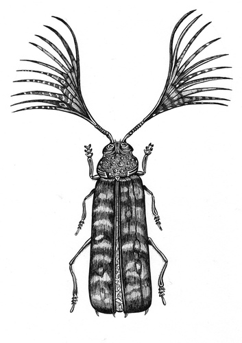 Cartoon: longicorn (medium) by Battlestar tagged longicorn,bockkäfer,käfer,bug,beetle,insects,insekten,natur,nature,illustration