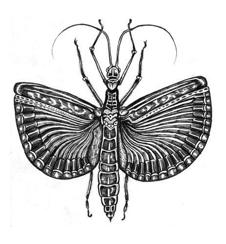Cartoon: Tagesoidea nigrofasciata (medium) by Battlestar tagged instects,insekten,drawing,zeichnung,illustration,natur,nature