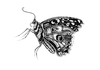 Cartoon: Butterfly (small) by Battlestar tagged butterfly schmetterling illustration natur insekten insects