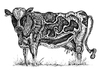 Cartoon: cow (small) by Battlestar tagged cow kuh animals tiere drawing