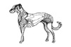 Cartoon: dog (small) by Battlestar tagged dog hund tiere animals animal