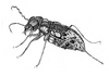 Cartoon: Insect (small) by Battlestar tagged insects insekten drawing zeichnung illustration natur nature