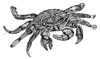 Cartoon: krebs (small) by Battlestar tagged krebs crab tiere animals