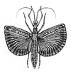 Cartoon: Tagesoidea nigrofasciata (small) by Battlestar tagged instects insekten drawing zeichnung illustration natur nature