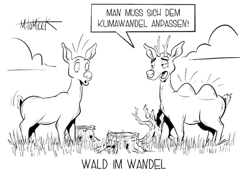 Wald im Wandel