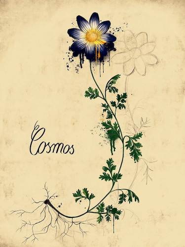 Cartoon: Cosmos (medium) by alesza tagged flower,cosmos,drawing,illustration,plant,humboldt,study