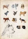 Cartoon: Hunde - Dogs (small) by alesza tagged hunde,dogs,animal,tiere,pet