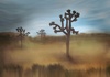Cartoon: Joshua Tree (small) by alesza tagged joshua,tree,california,mojave,desert,wüste