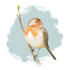 Cartoon: Rotkehlchen (small) by alesza tagged robin,rotkehlchen,bird,animal,nature,fauna,digital,painting,illustration,ipadart,procreate