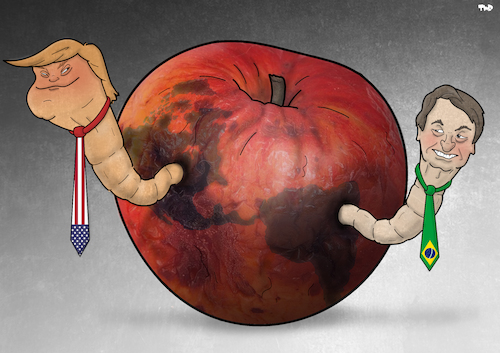 Cartoon: Rotten Apple (medium) by Tjeerd Royaards tagged trump,bolsonaro,elections,democracy,victory,trump,bolsonaro,elections,democracy,victory