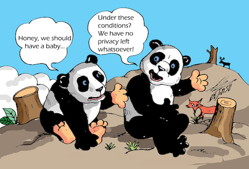 Cartoon: Why pandas will become extinct.. (medium) by laodu tagged panda,environment,extinction,degradation,reproduction