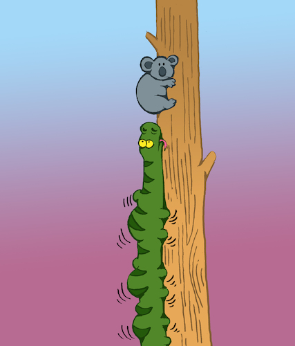 Cartoon: Koala... (medium) by berk-olgun tagged koala