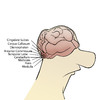 Cartoon: Parts of the Brain.. (small) by berk-olgun tagged parts,of,the,brain