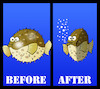 Cartoon: Puffer Fish Diet... (small) by berk-olgun tagged puffer,fish,diet