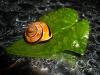 Cartoon: Fresh Snail (small) by spotty tagged snail,schnecke