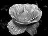 Cartoon: Rose (small) by spotty tagged rose