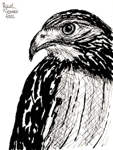 Cartoon: Adler (medium) by Pascal Kirchmair tagged adler,eagle,aigle,aguila,aquila,aguia,tinta,china,tusche,malerei,cartoon,karikatur,illustration,ink,drawing,zeichnung,pascal,kirchmair,caricature,ilustracion,dibujo,desenho,disegno,ilustracao,illustrazione,illustratie,dessin,de,presse,tekening,teckning,cartum,vineta,comica,vignetta,caricatura,retrato,ritratto,portrait,painting,peinture,dipinto,pittura,pintura,art,arte,kunst,artist,artiste,artista,porträt,encre,chine,raubvogel,adler,eagle,aigle,aguila,aquila,aguia,tinta,china,tusche,malerei,cartoon,karikatur,illustration,ink,drawing,zeichnung,pascal,kirchmair,caricature,ilustracion,dibujo,desenho,disegno,ilustracao,illustrazione,illustratie,dessin,de,presse,tekening,teckning,cartum,vineta,comica,vignetta,caricatura,retrato,ritratto,portrait,painting,peinture,dipinto,pittura,pintura,art,arte,kunst,artist,artiste,artista,porträt,encre,chine,raubvogel