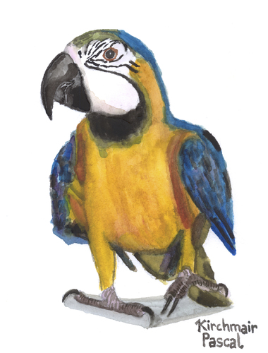 Cartoon: Ara ararauna (medium) by Pascal Kirchmair tagged papagei,aquarell,watercolour,gelbbrustara,ara,ararauna,blue,and,yellow,macaw,painting,zeichnung,illustration,peinture,papagei,aquarell,watercolour,gelbbrustara,ara,ararauna,blue,and,yellow,macaw,painting,zeichnung,illustration,peinture