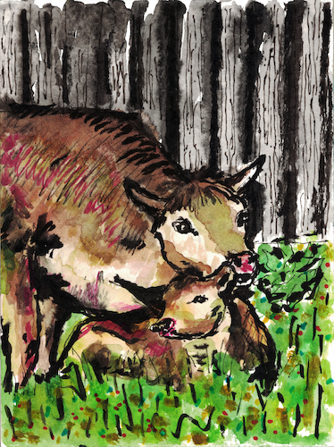 Mutterkuh und Kalb